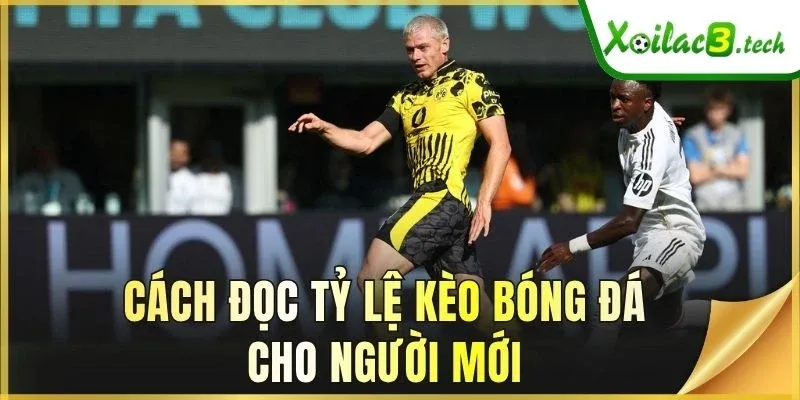 Cách đọc tỷ lệ kèo bóng đá cho người mới